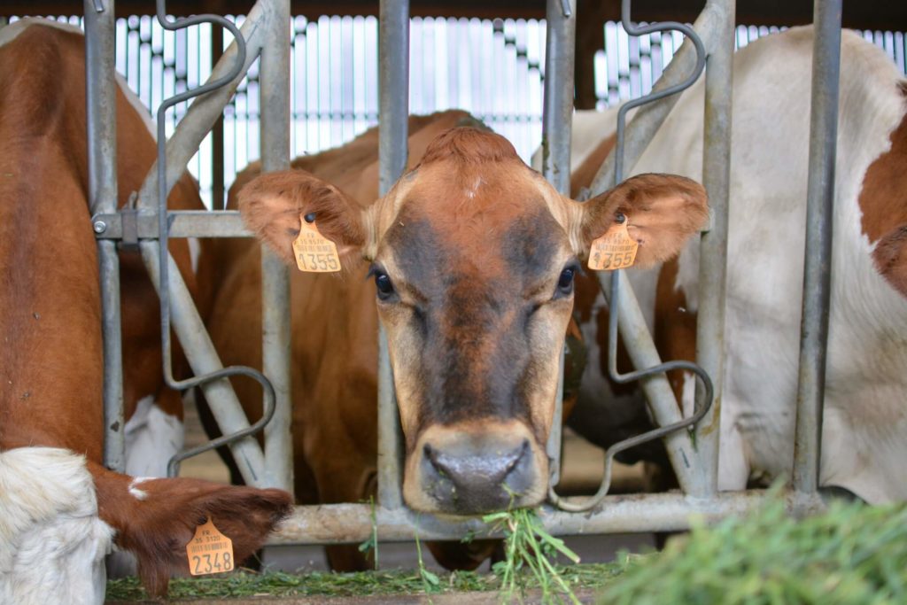 Vache en train de brouter du foin