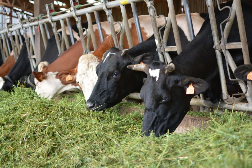 Vaches en train de brouter du foin