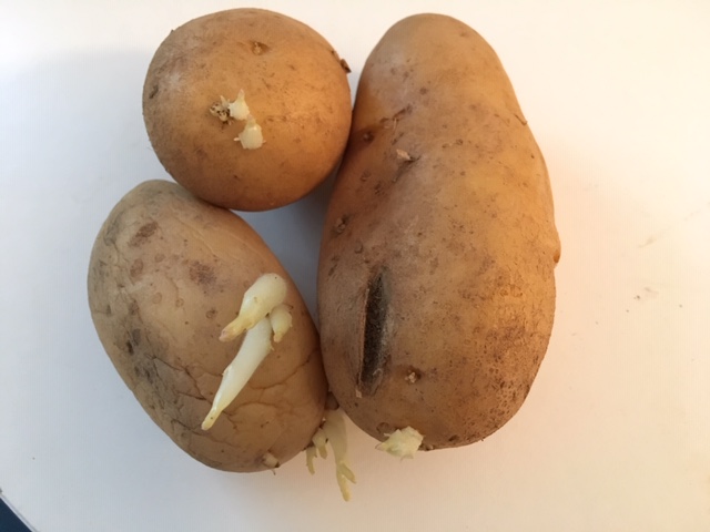 Pommes de terre avec des germes qui leur poussent dessus