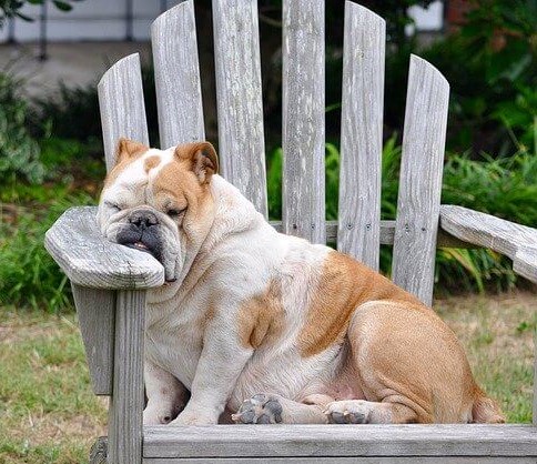 Chien assis et endormi sur une chaise en bois