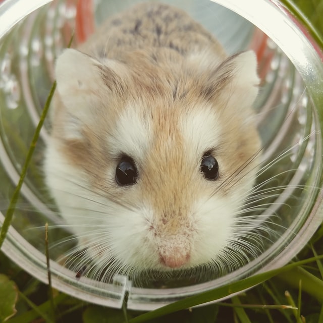 hamster gris dans un tube plastique